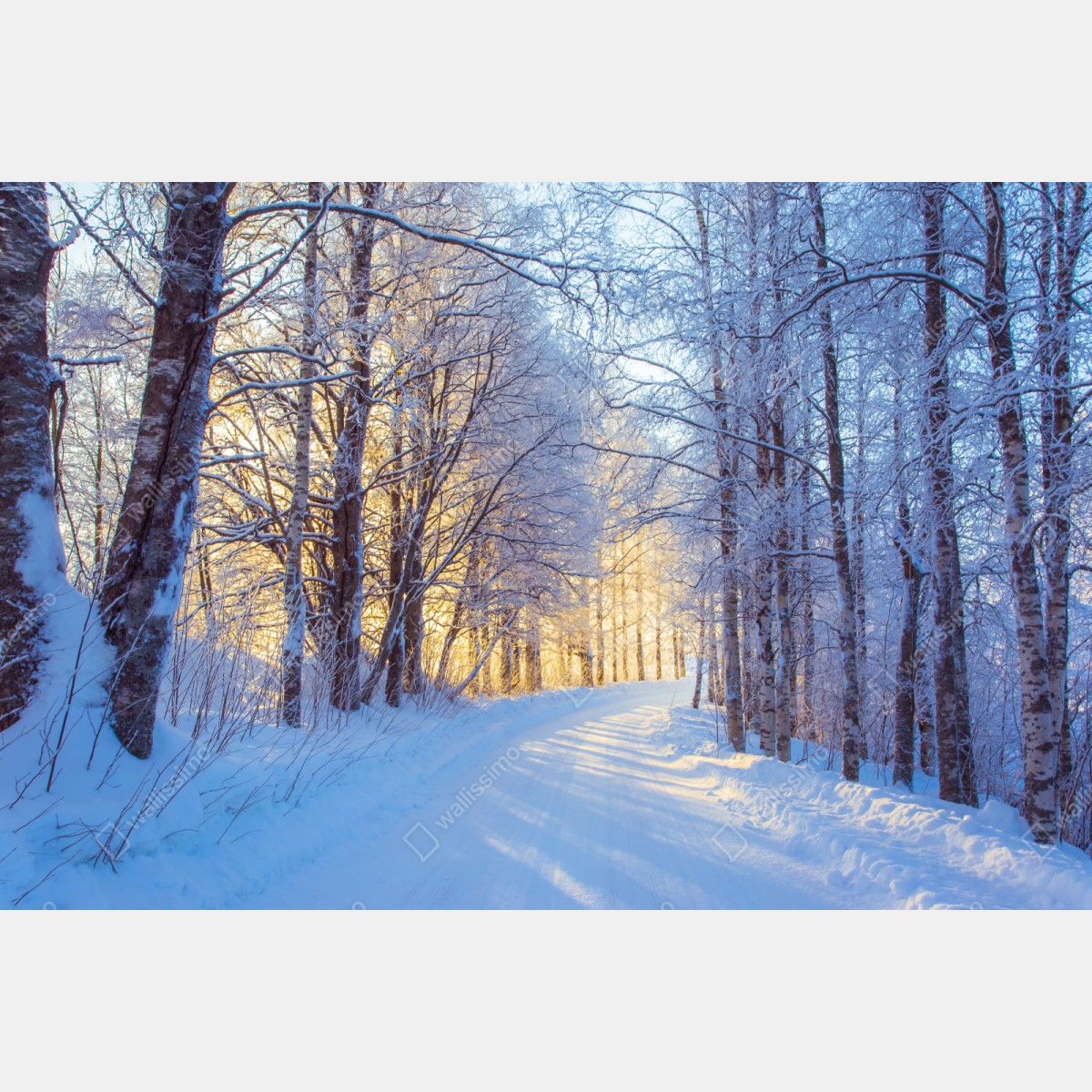 Repositionierbarer Aufkleber birkenwald im winter bei sonnenaufgang – Wallnifity® Repositionierbarer Aufkleber birkenwald im winter bei sonnenaufgang – Wallnifity®