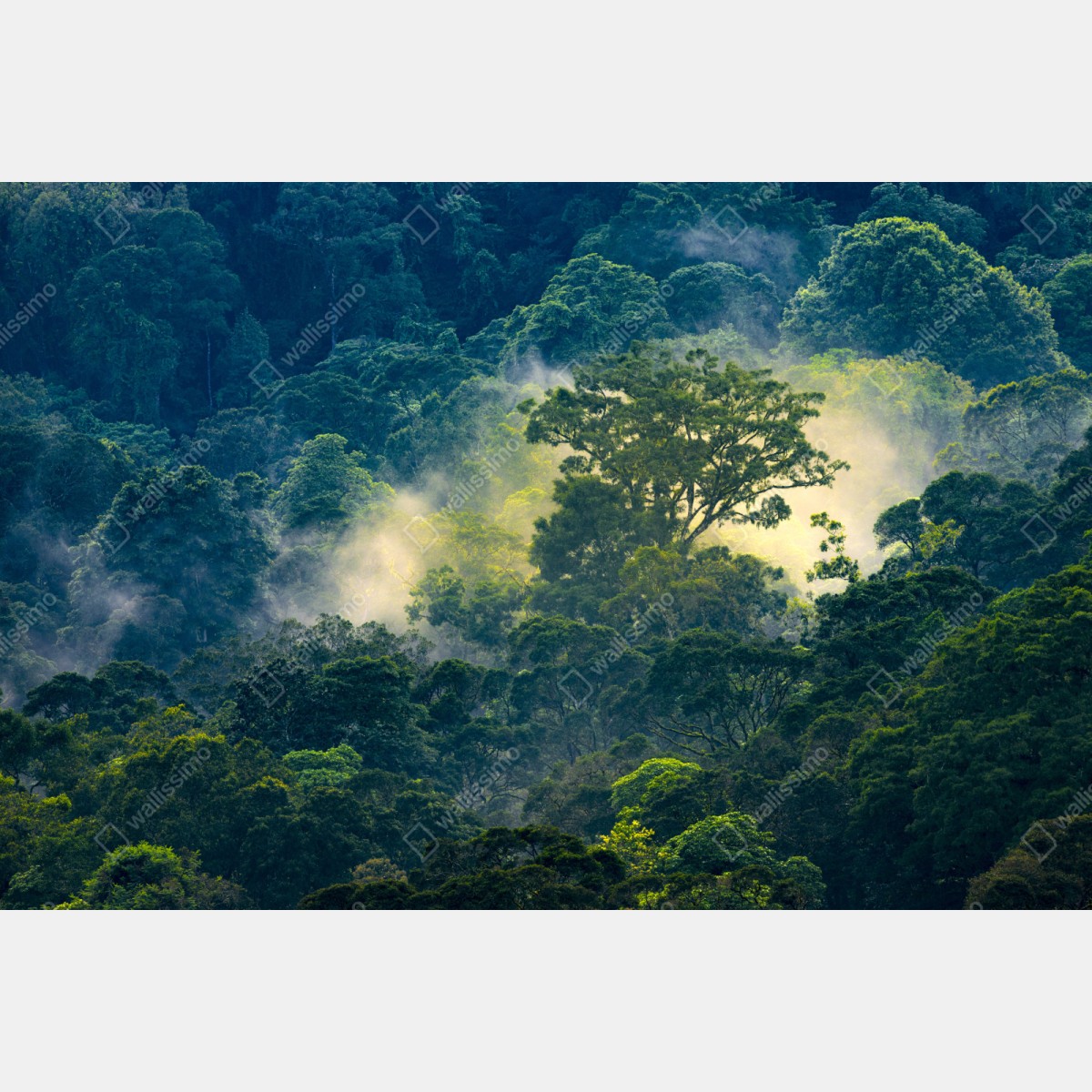 Repositionierbarer Aufkleber nebliger regenwald mit baumkronen – Wallnifity® Repositionierbarer Aufkleber nebliger regenwald mit baumkronen – Wallnifity®