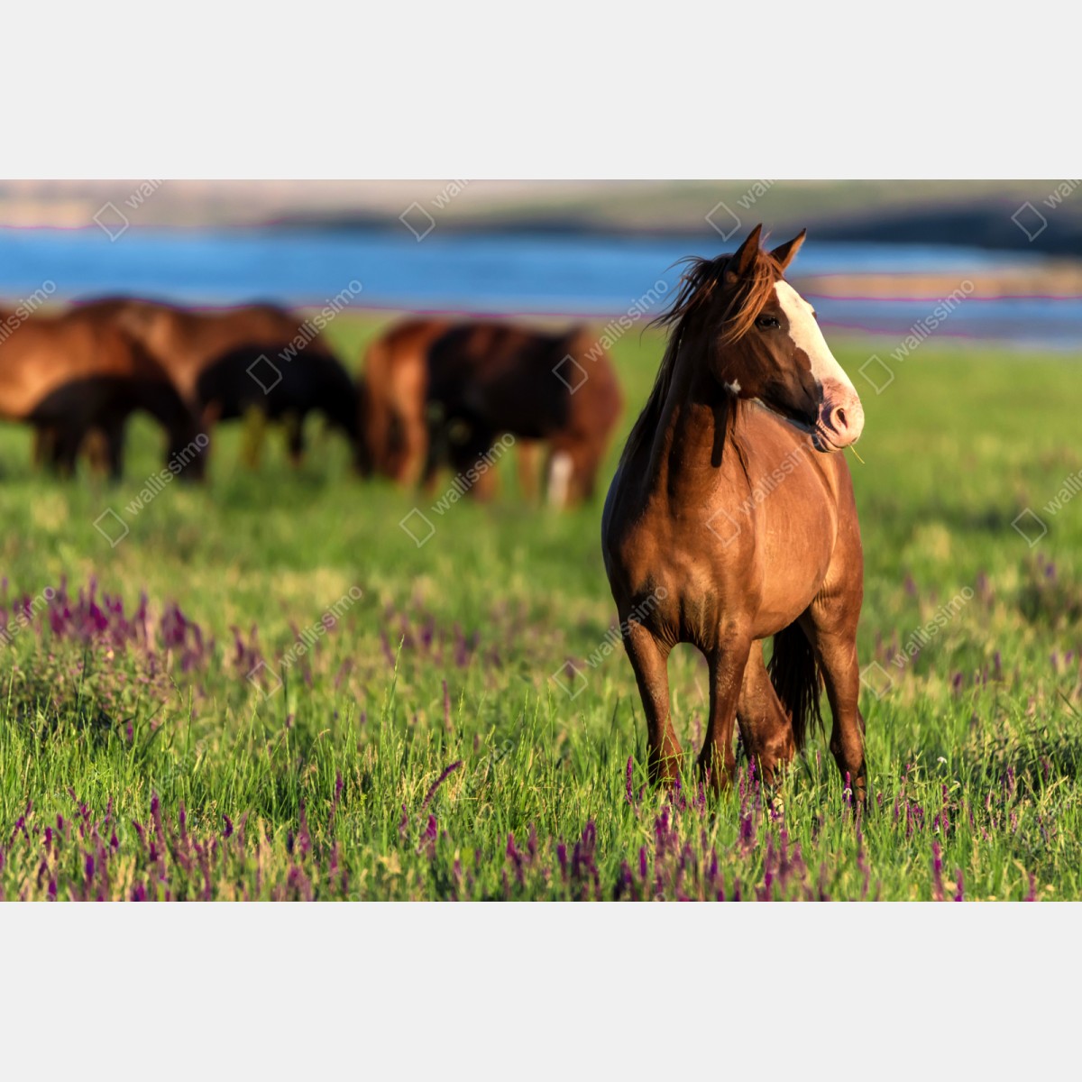 Repositionierbarer Aufkleber majestätisches braunes pferd auf einer sonnenbeschienenen wiese – Wallnifity® Repositionierbarer Aufkleber majestätisches braunes pferd auf einer sonnenbeschienenen wiese – Wallnifity®