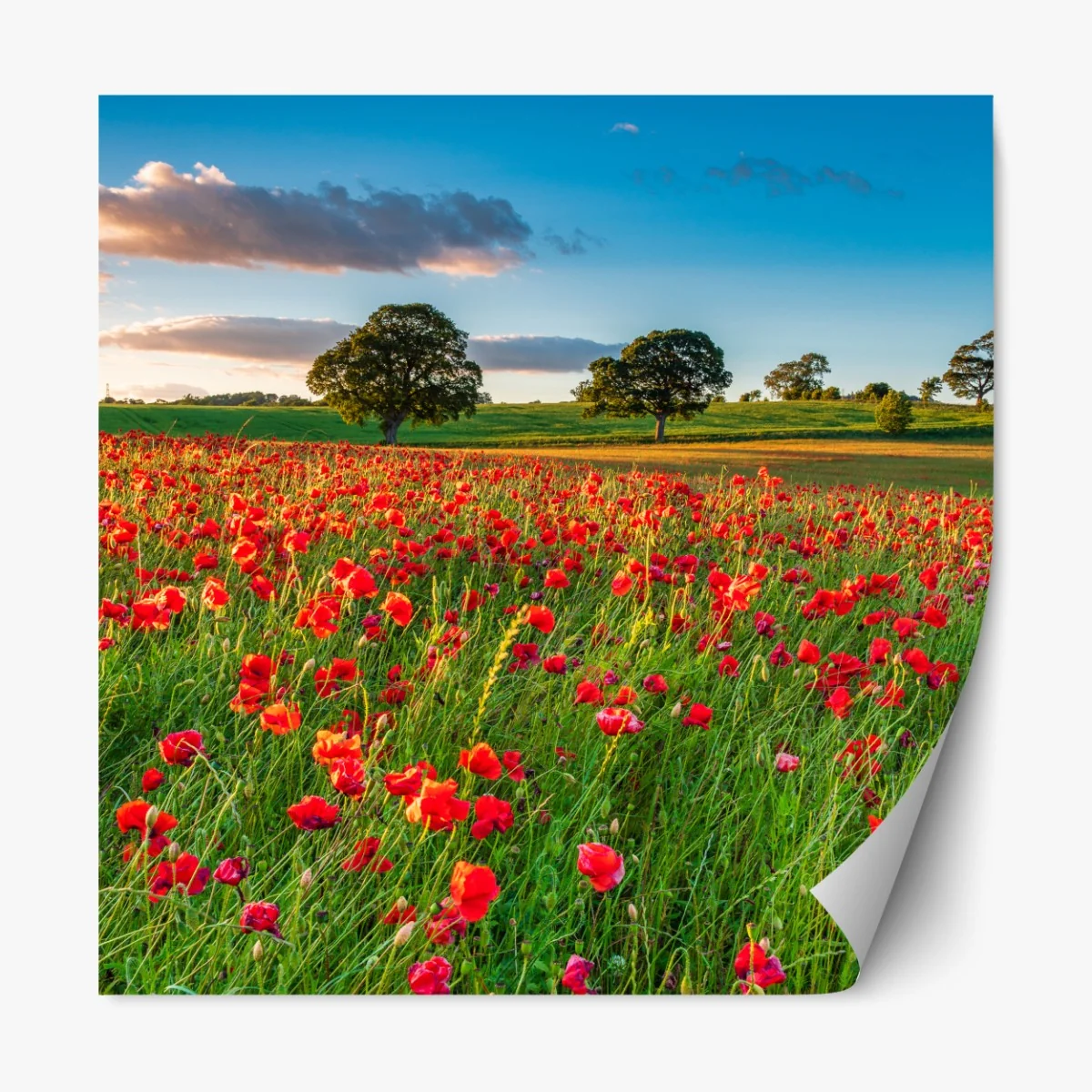 Repositionierbarer Aufkleber rotes mohnfeld bei Corbridge – Wallnifity® Repositionierbarer Aufkleber rotes mohnfeld bei Corbridge – Wallnifity®