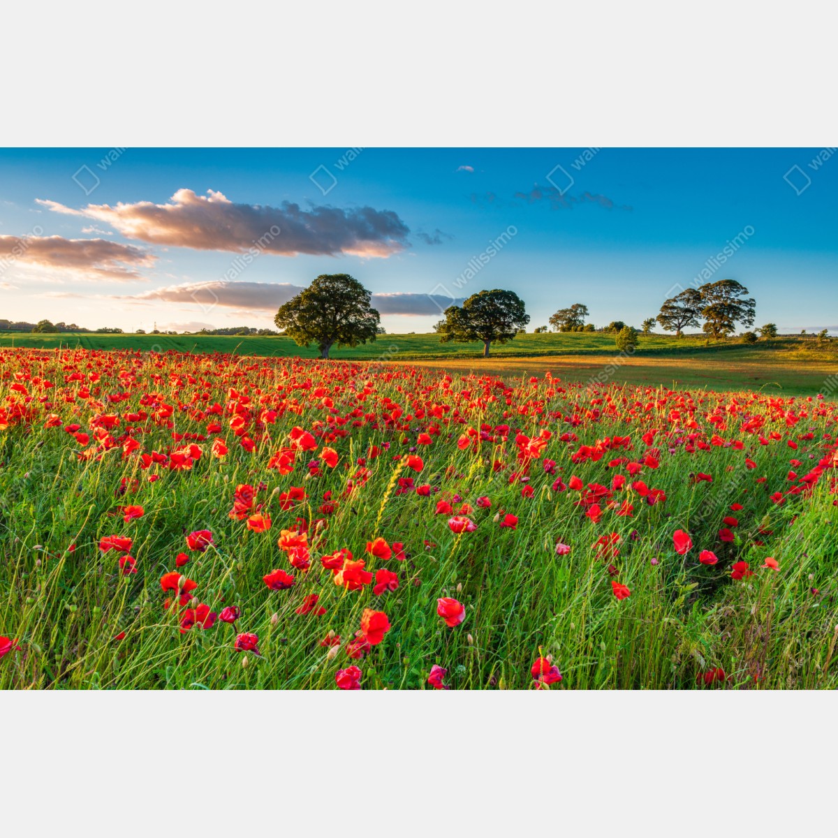 Repositionierbarer Aufkleber rotes mohnfeld bei Corbridge – Wallnifity® Repositionierbarer Aufkleber rotes mohnfeld bei Corbridge – Wallnifity®