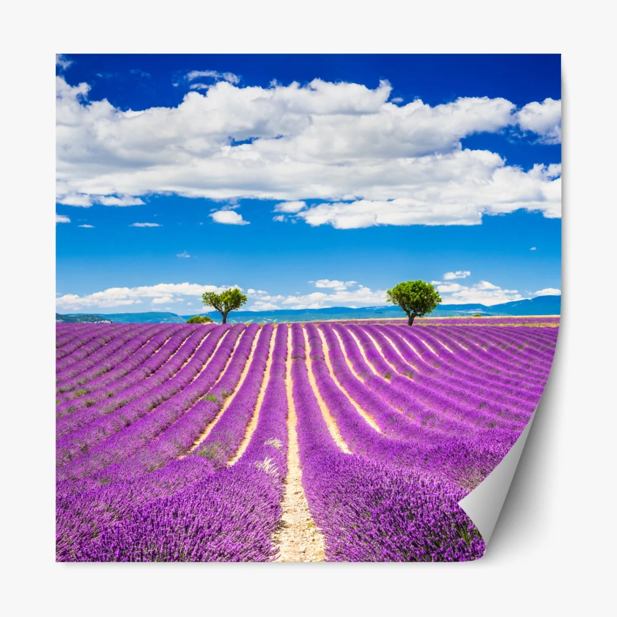 Repositionierbarer Aufkleber lavendelfelder in Provence – Wallnifity® Repositionierbarer Aufkleber lavendelfelder in Provence – Wallnifity®