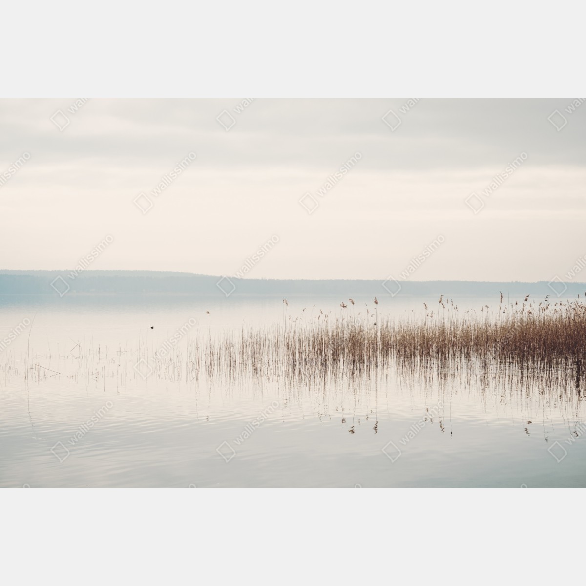 Repositionierbarer Aufkleber ruhige schilfzone am see – Wallnifity® Repositionierbarer Aufkleber ruhige schilfzone am see – Wallnifity®