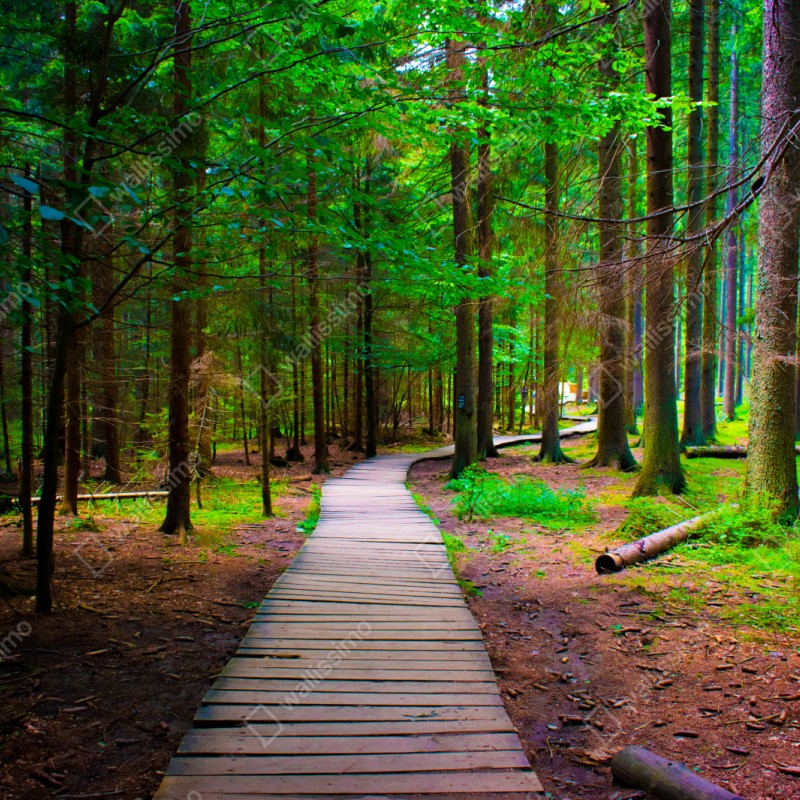 Repositionierbarer Aufkleber ruhiger waldsteg im grünen – Wallnifity® Repositionierbarer Aufkleber ruhiger waldsteg im grünen – Wallnifity®