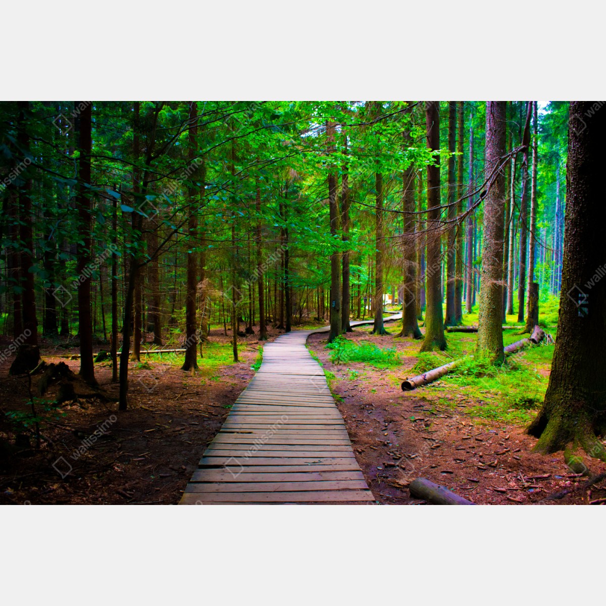 Repositionierbarer Aufkleber ruhiger waldsteg im grünen – Wallnifity® Repositionierbarer Aufkleber ruhiger waldsteg im grünen – Wallnifity®