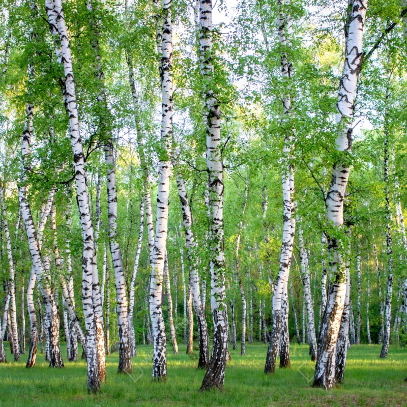 Repositionierbarer Aufkleber ruhiger birkenhain im sommer – Wallnifity® Repositionierbarer Aufkleber ruhiger birkenhain im sommer – Wallnifity®