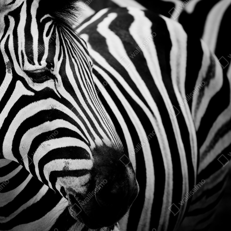 Repositionierbarer Aufkleber zebra in monochromen streifen – Wallnifity® Repositionierbarer Aufkleber zebra in monochromen streifen – Wallnifity®