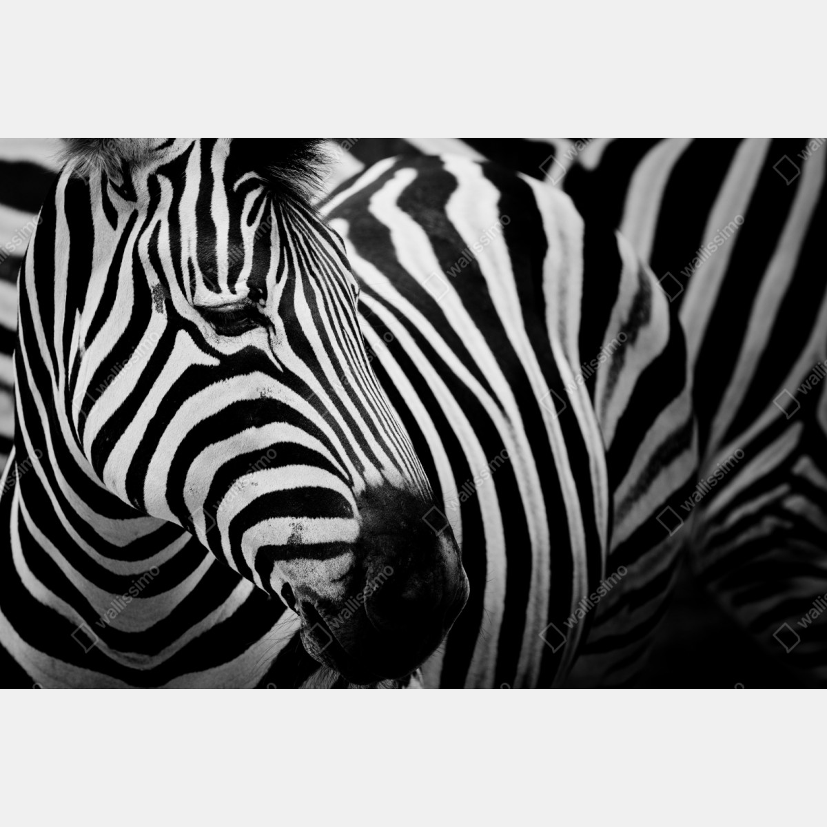 Repositionierbarer Aufkleber zebra in monochromen streifen – Wallnifity® Repositionierbarer Aufkleber zebra in monochromen streifen – Wallnifity®