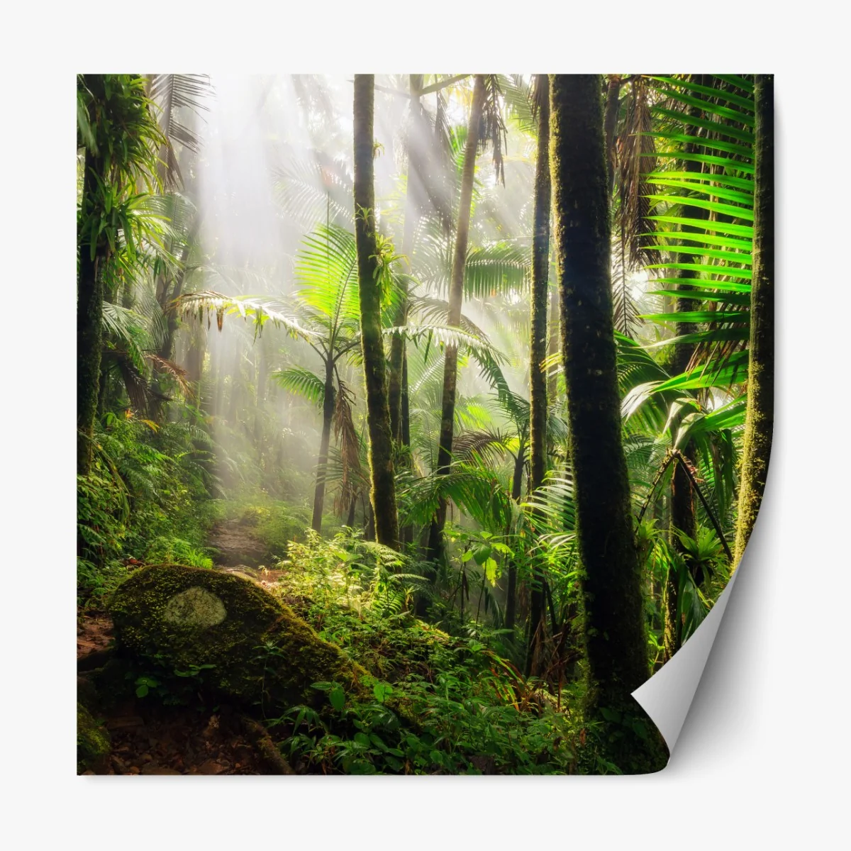 Repositionierbarer Aufkleber tropischer regenwald mit sonnenstrahlen – Wallnifity® Repositionierbarer Aufkleber tropischer regenwald mit sonnenstrahlen – Wallnifity®