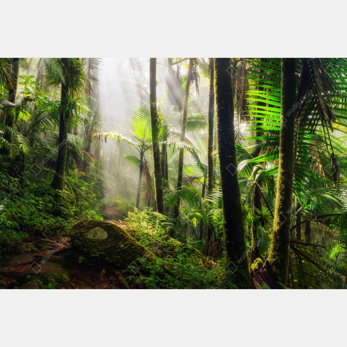 Repositionierbarer Aufkleber tropischer regenwald mit sonnenstrahlen – Wallnifity® Repositionierbarer Aufkleber tropischer regenwald mit sonnenstrahlen – Wallnifity®