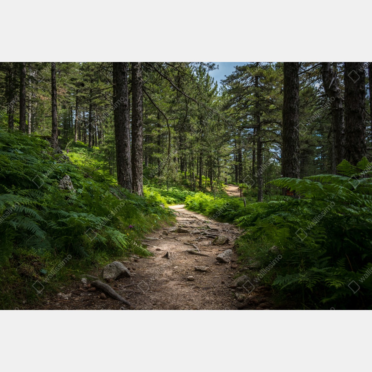 Repositionierbarer Aufkleber ruhiger waldpfad durch üppiges grün – Wallnifity® Repositionierbarer Aufkleber ruhiger waldpfad durch üppiges grün – Wallnifity®