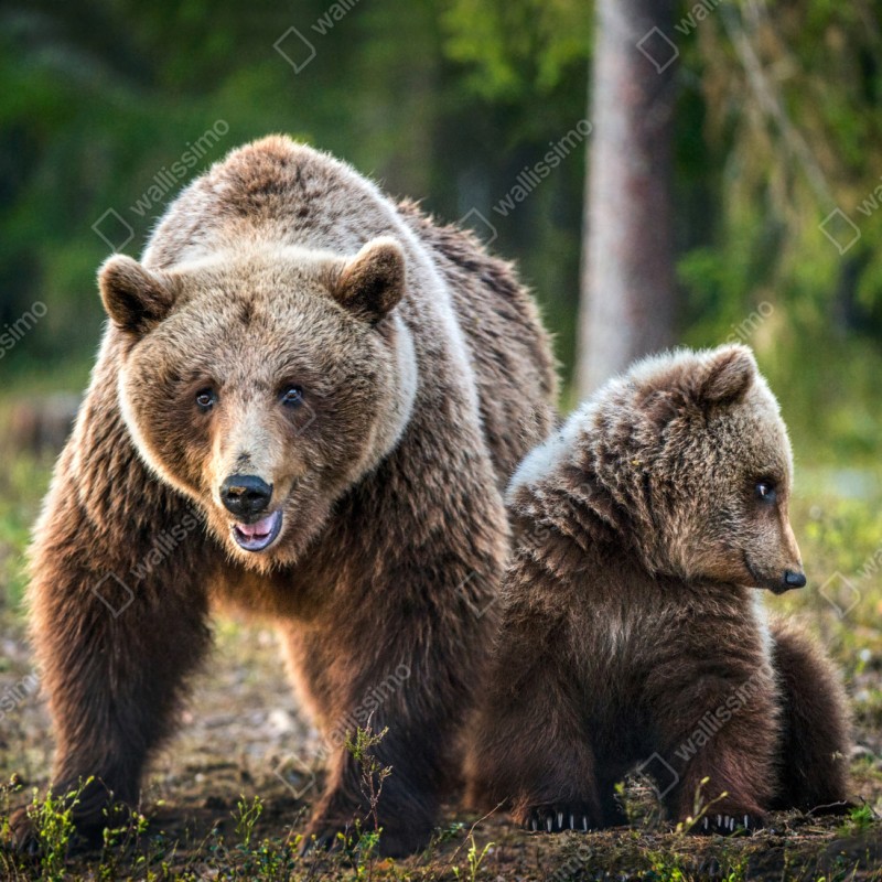 Repositionierbarer Aufkleber braunbär mit jungem im wald – Wallnifity® Repositionierbarer Aufkleber braunbär mit jungem im wald – Wallnifity®