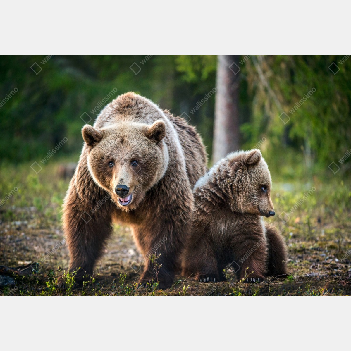 Repositionierbarer Aufkleber braunbär mit jungem im wald – Wallnifity® Repositionierbarer Aufkleber braunbär mit jungem im wald – Wallnifity®