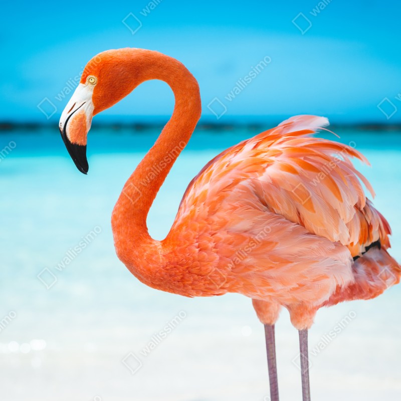 Repositionierbarer Aufkleber leuchtender rosa flamingo am türkisfarbenen strand – Wallnifity® Repositionierbarer Aufkleber leuchtender rosa flamingo am türkisfarbenen strand – Wallnifity®