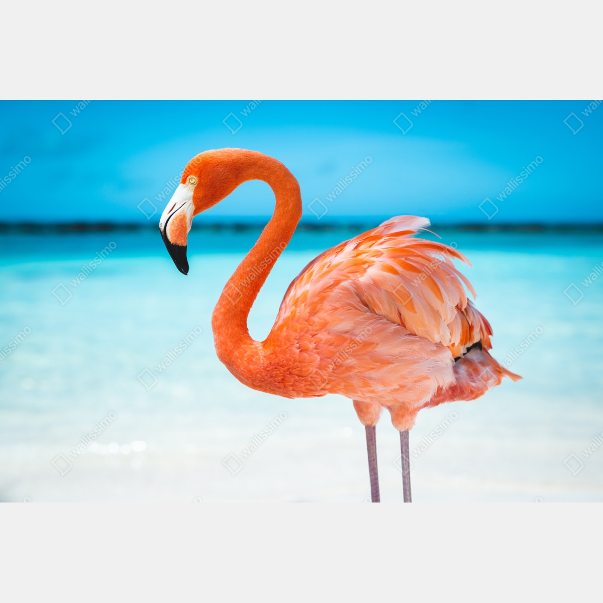 Repositionierbarer Aufkleber leuchtender rosa flamingo am türkisfarbenen strand – Wallnifity® Repositionierbarer Aufkleber leuchtender rosa flamingo am türkisfarbenen strand – Wallnifity®