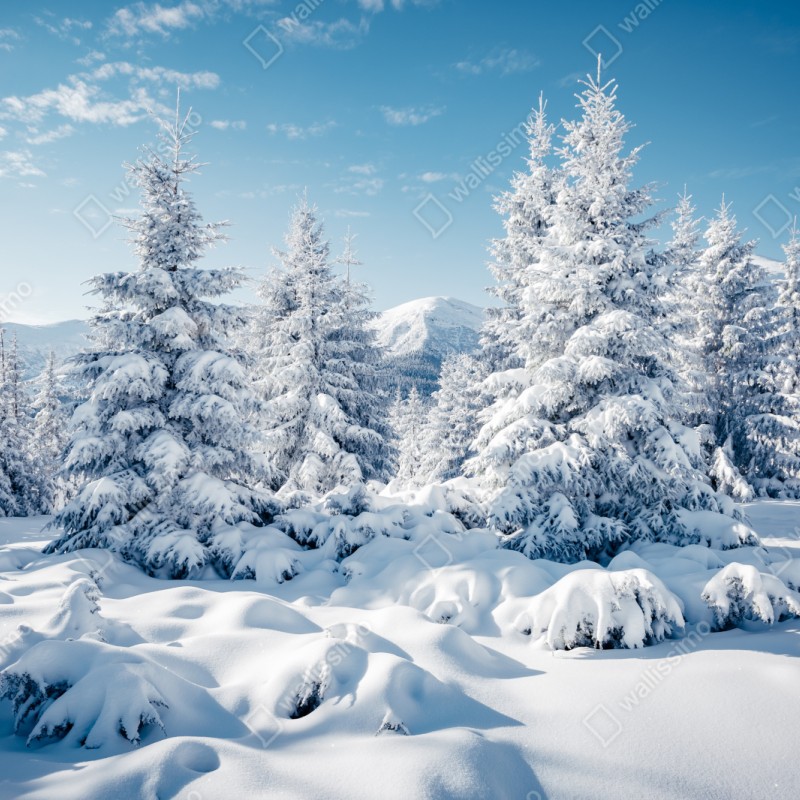 Repositionierbarer Aufkleber winterruhe in den Karpaten – Wallnifity® Repositionierbarer Aufkleber winterruhe in den Karpaten – Wallnifity®