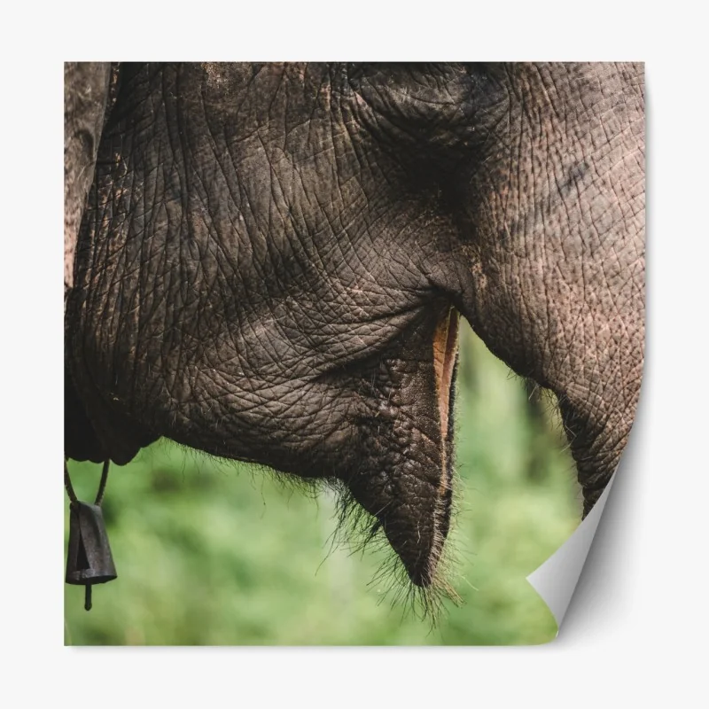 Repositionierbarer Aufkleber asiatischer elefant nahaufnahme