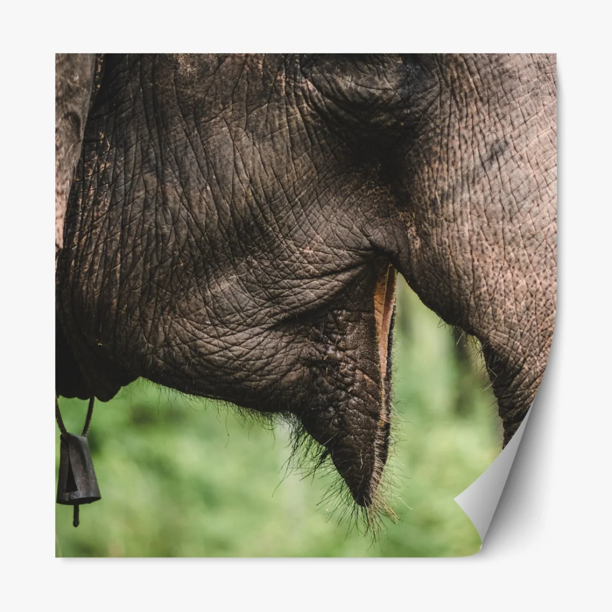 Repositionierbarer Aufkleber asiatischer elefant nahaufnahme – Wallnifity® Repositionierbarer Aufkleber asiatischer elefant nahaufnahme – Wallnifity®