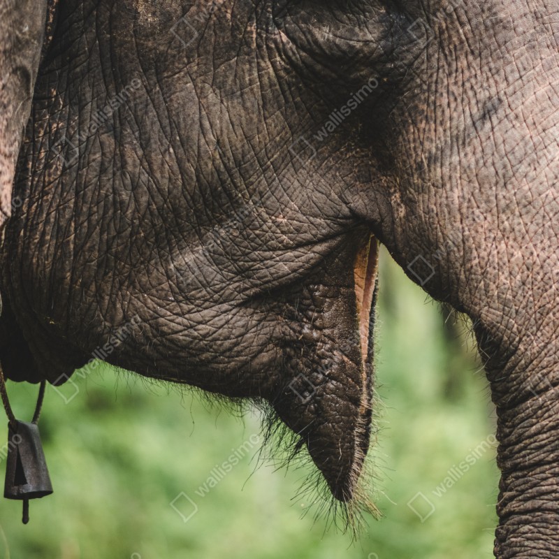 Repositionierbarer Aufkleber asiatischer elefant nahaufnahme – Wallnifity® Repositionierbarer Aufkleber asiatischer elefant nahaufnahme – Wallnifity®