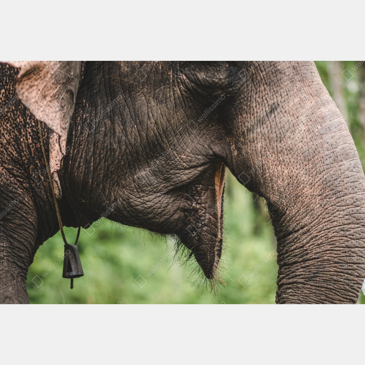 Repositionierbarer Aufkleber asiatischer elefant nahaufnahme – Wallnifity® Repositionierbarer Aufkleber asiatischer elefant nahaufnahme – Wallnifity®
