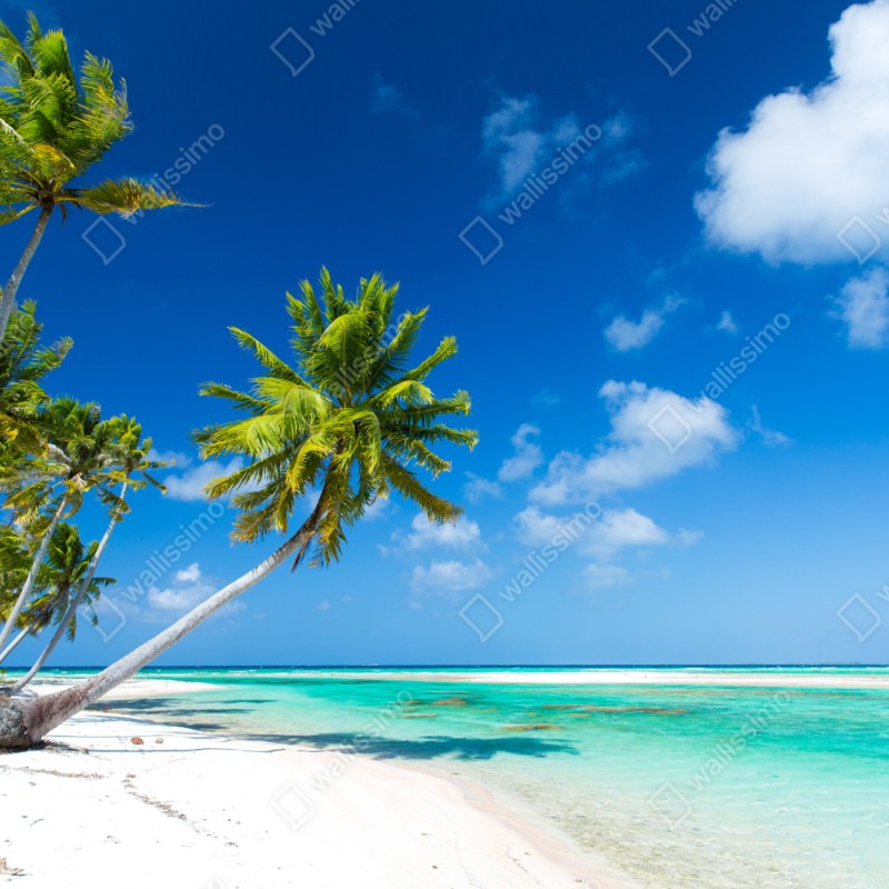 Repositionierbarer Aufkleber tropischer strand mit palmen und türkisfarbenem wasser – Wallnifity® Repositionierbarer Aufkleber tropischer strand mit palmen und türkisfarbenem wasser – Wallnifity®
