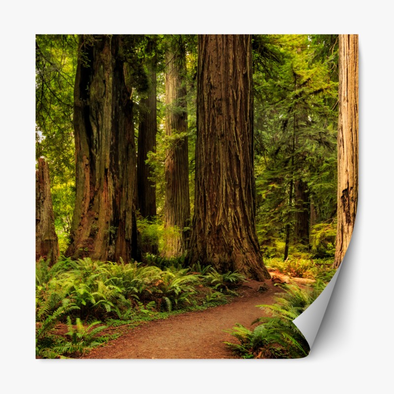 Repositionierbarer Aufkleber nebliger bergwald im dunst – Wallnifity®