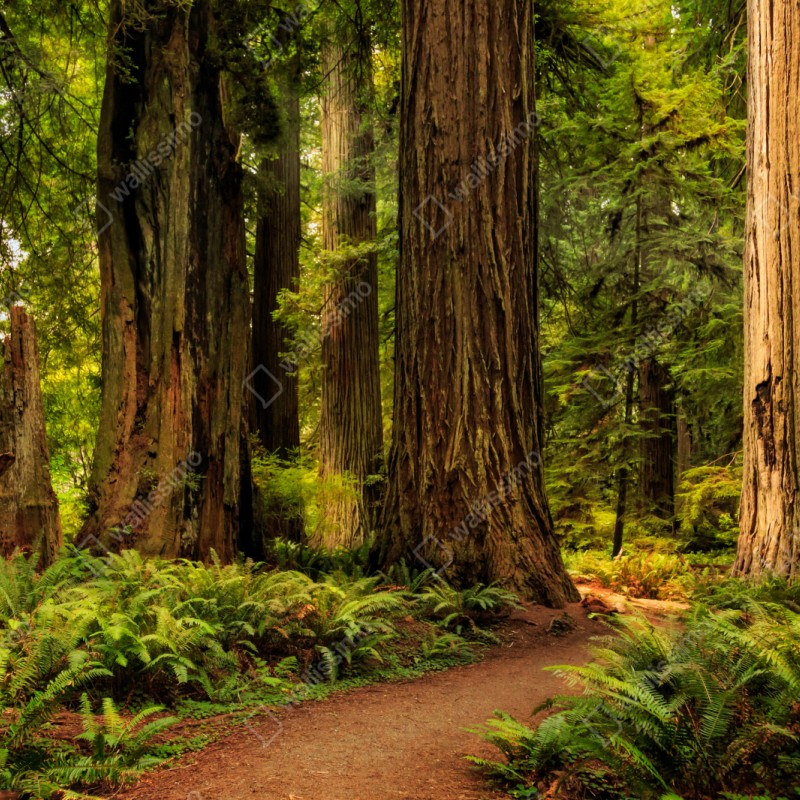 Repositionierbarer Aufkleber Kalifornien mammutbäume waldweg – Wallnifity® Repositionierbarer Aufkleber Kalifornien mammutbäume waldweg – Wallnifity®