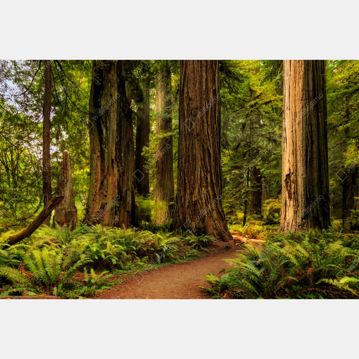 Repositionierbarer Aufkleber Kalifornien mammutbäume waldweg – Wallnifity® Repositionierbarer Aufkleber Kalifornien mammutbäume waldweg – Wallnifity®