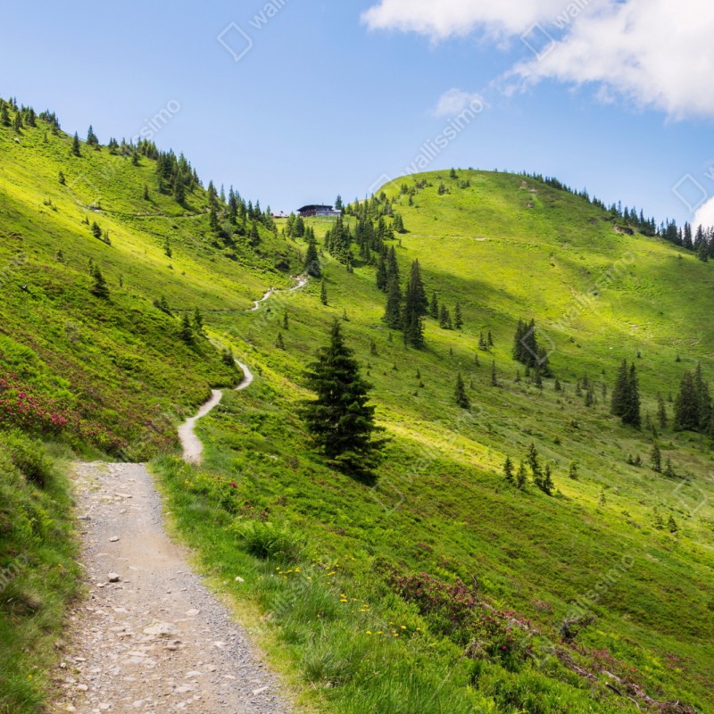 Repositionierbarer Aufkleber sonniger bergpfad durch grüne wiese – Wallnifity® Repositionierbarer Aufkleber sonniger bergpfad durch grüne wiese – Wallnifity®