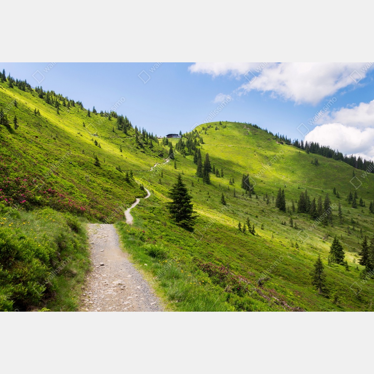 Repositionierbarer Aufkleber sonniger bergpfad durch grüne wiese – Wallnifity® Repositionierbarer Aufkleber sonniger bergpfad durch grüne wiese – Wallnifity®