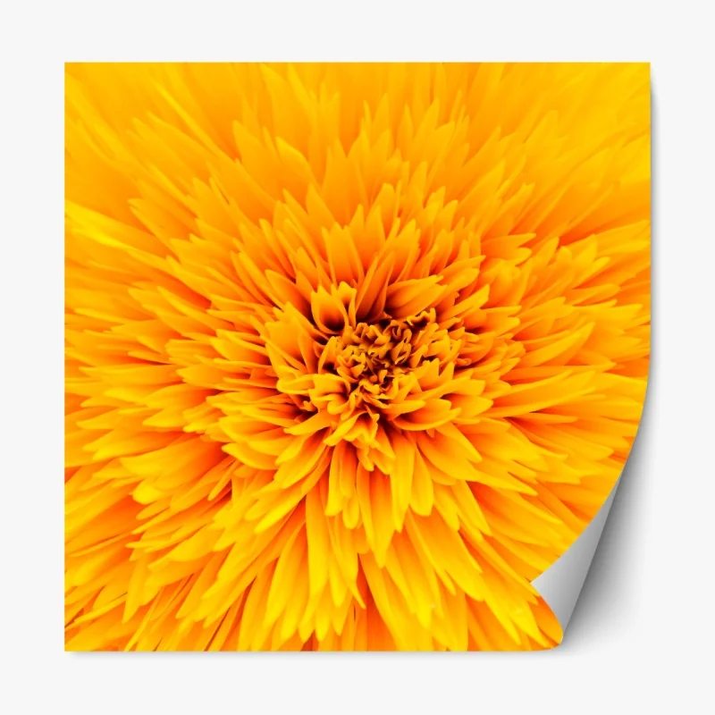 Repositionierbarer Aufkleber strahlende sonnenblume nahaufnahme – Wallnifity® Repositionierbarer Aufkleber strahlende sonnenblume nahaufnahme – Wallnifity®