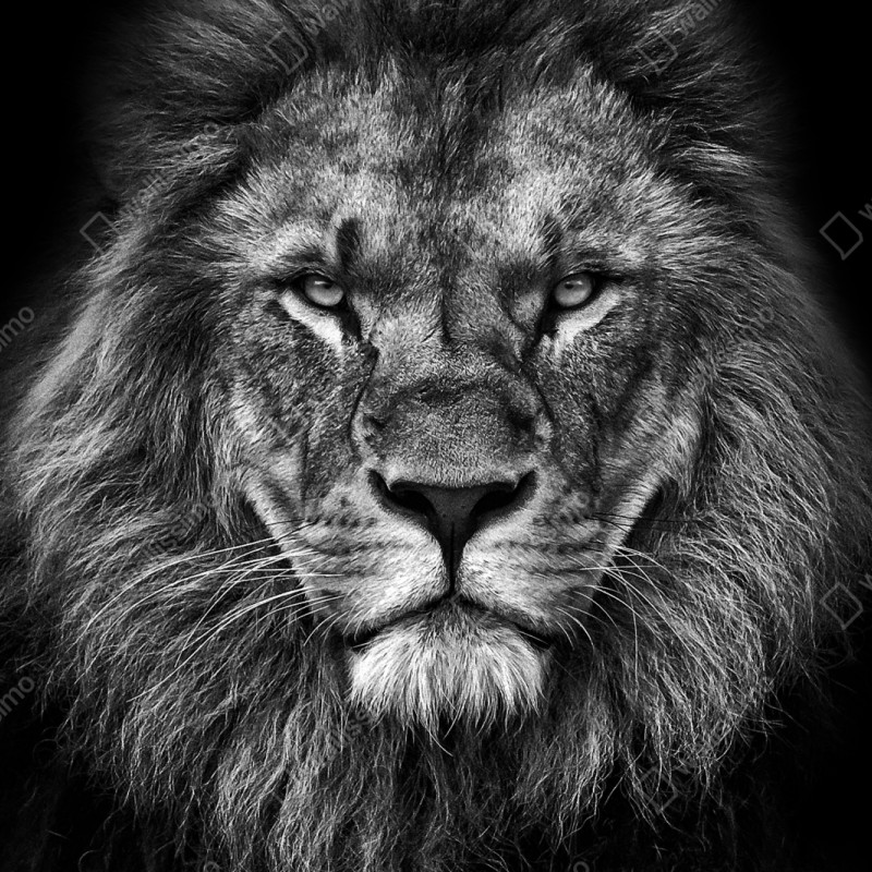 Repositionierbarer Aufkleber majestätisches löwenportrait in monochrom – Wallnifity® Repositionierbarer Aufkleber majestätisches löwenportrait in monochrom – Wallnifity®