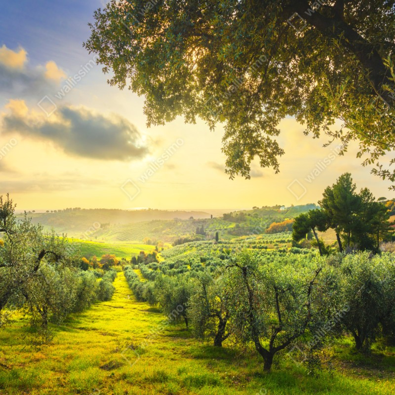 Repositionierbarer Aufkleber olivenhain bei sonnenuntergang in Maremma, Toskana – Wallnifity® Repositionierbarer Aufkleber olivenhain bei sonnenuntergang in Maremma, Toskana – Wallnifity®