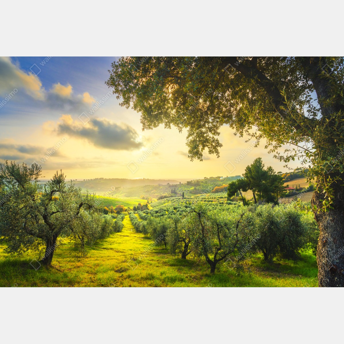 Repositionierbarer Aufkleber olivenhain bei sonnenuntergang in Maremma, Toskana – Wallnifity® Repositionierbarer Aufkleber olivenhain bei sonnenuntergang in Maremma, Toskana – Wallnifity®