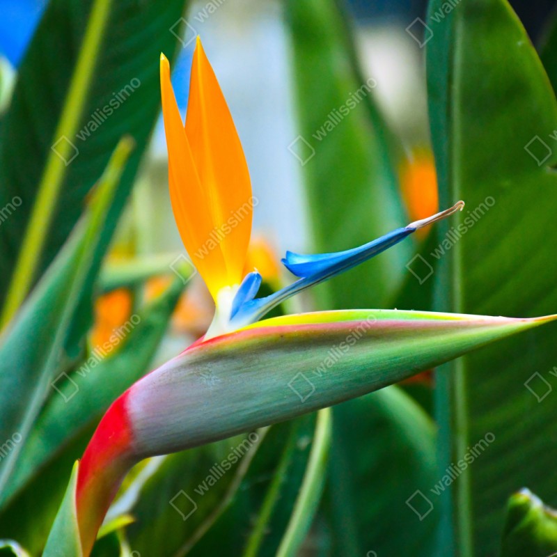 Repositionierbarer Aufkleber leuchtende paradiesvogelblume – Wallnifity® Repositionierbarer Aufkleber leuchtende paradiesvogelblume – Wallnifity®