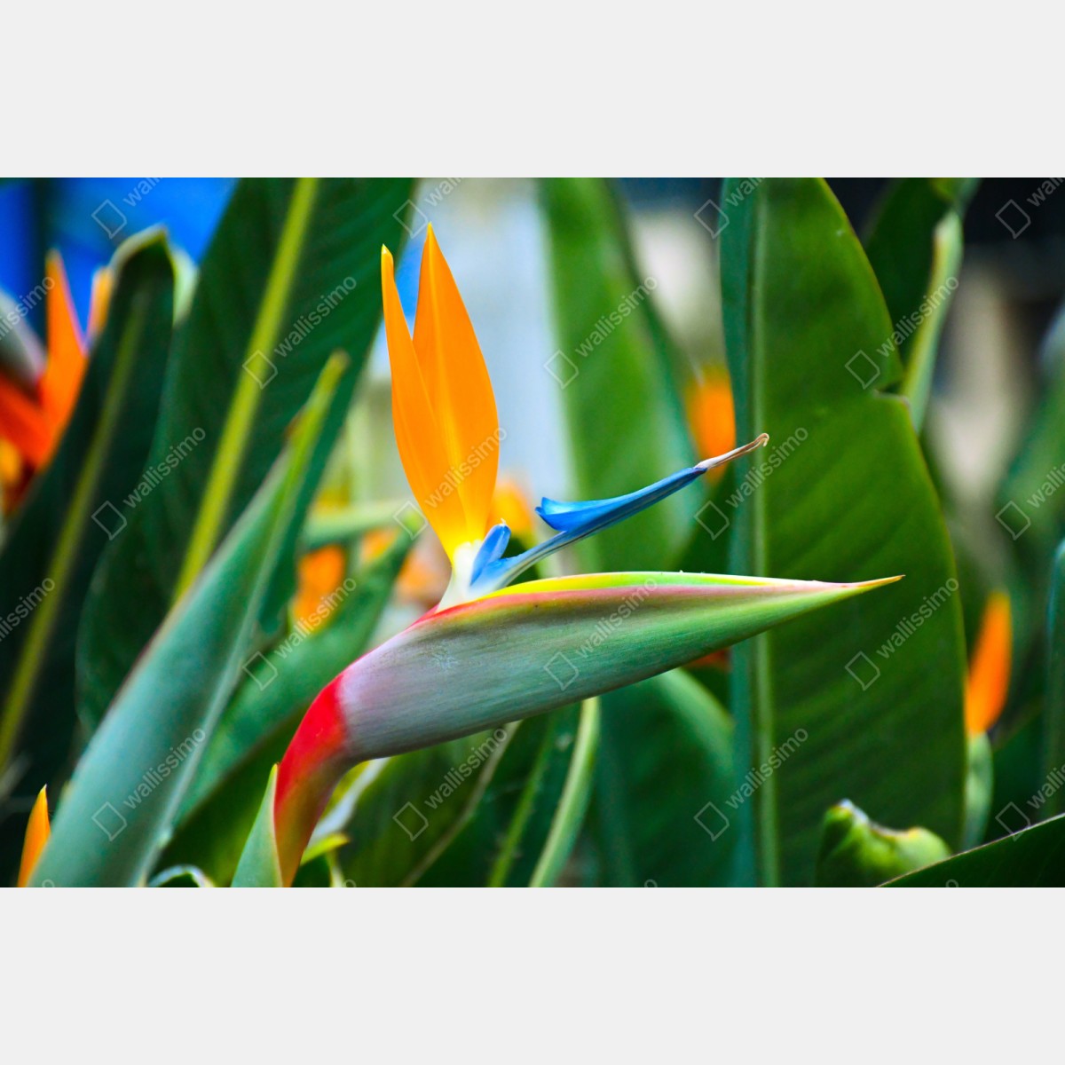 Repositionierbarer Aufkleber leuchtende paradiesvogelblume – Wallnifity® Repositionierbarer Aufkleber leuchtende paradiesvogelblume – Wallnifity®