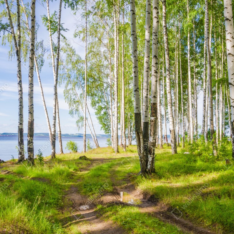 Repositionierbarer Aufkleber sonnige birkenlichtung am wasser – Wallnifity® Repositionierbarer Aufkleber sonnige birkenlichtung am wasser – Wallnifity®