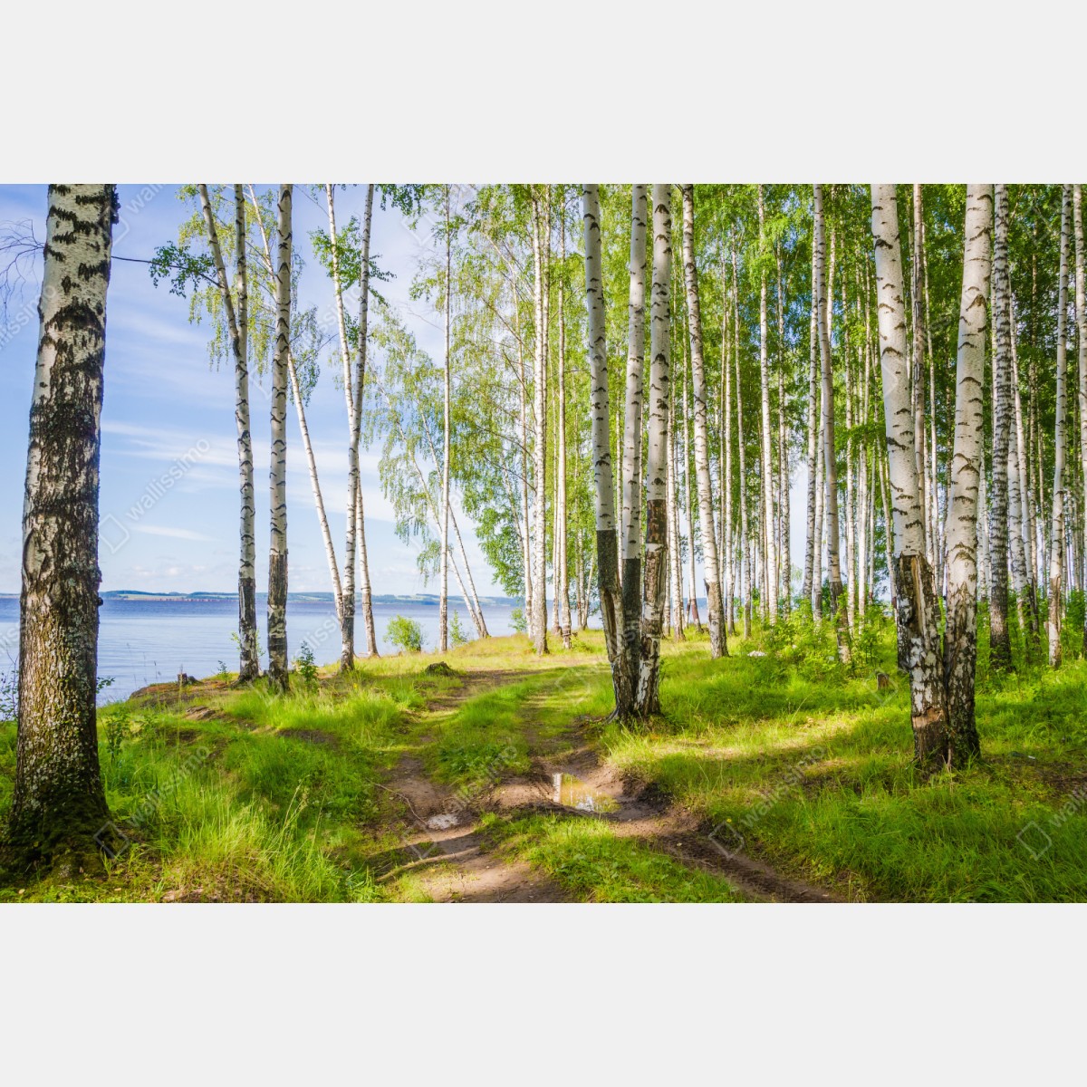 Repositionierbarer Aufkleber sonnige birkenlichtung am wasser – Wallnifity® Repositionierbarer Aufkleber sonnige birkenlichtung am wasser – Wallnifity®