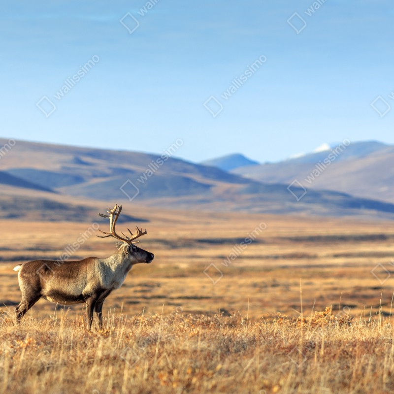 Repositionierbarer Aufkleber einsames rentier in der Tundra von Tschukotka – Wallnifity® Repositionierbarer Aufkleber einsames rentier in der Tundra von Tschukotka – Wallnifity®