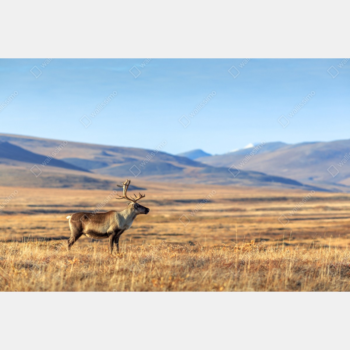 Repositionierbarer Aufkleber einsames rentier in der Tundra von Tschukotka – Wallnifity® Repositionierbarer Aufkleber einsames rentier in der Tundra von Tschukotka – Wallnifity®