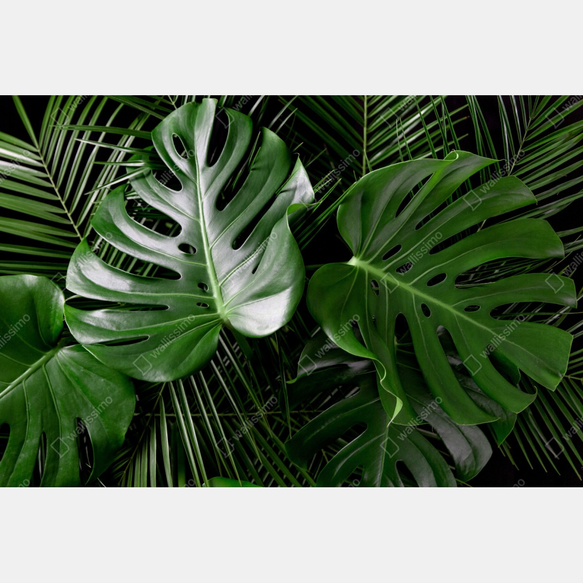 Repositionierbarer Aufkleber üppige monstera-blätter – Wallnifity® Repositionierbarer Aufkleber üppige monstera-blätter – Wallnifity®