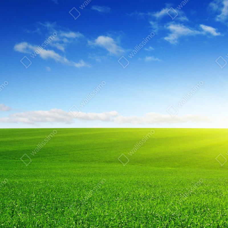 Repositionierbarer Aufkleber sonnenbeschienene grüne wiese im morgenlicht – Wallnifity® Repositionierbarer Aufkleber sonnenbeschienene grüne wiese im morgenlicht – Wallnifity®