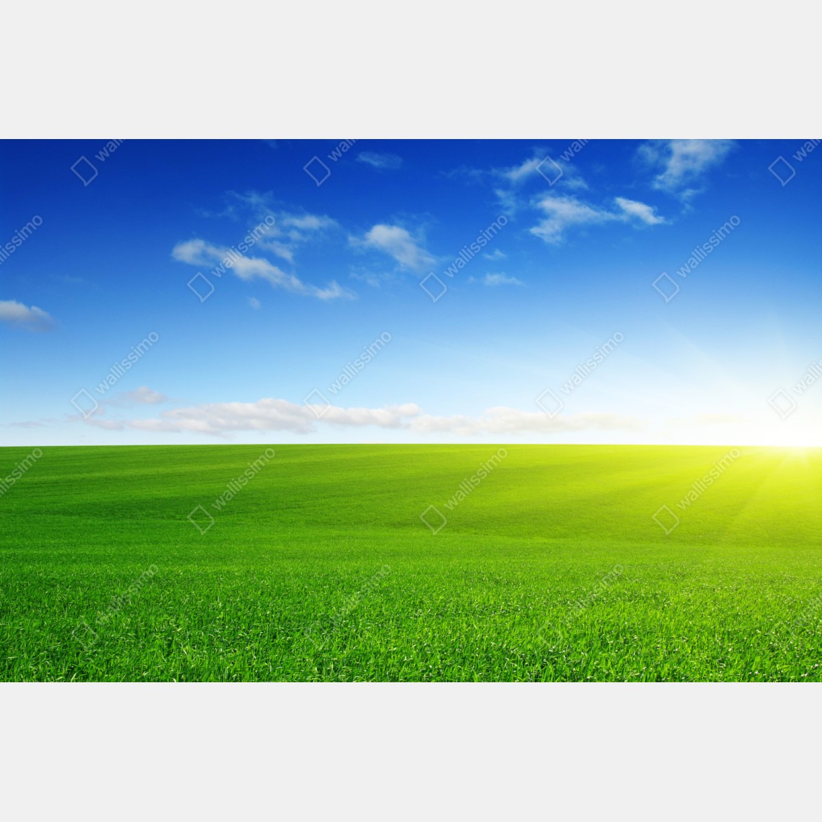 Repositionierbarer Aufkleber sonnenbeschienene grüne wiese im morgenlicht – Wallnifity® Repositionierbarer Aufkleber sonnenbeschienene grüne wiese im morgenlicht – Wallnifity®