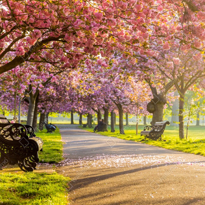 Repositionierbarer Aufkleber kirschblütenallee im frühling – Wallnifity® Repositionierbarer Aufkleber kirschblütenallee im frühling – Wallnifity®