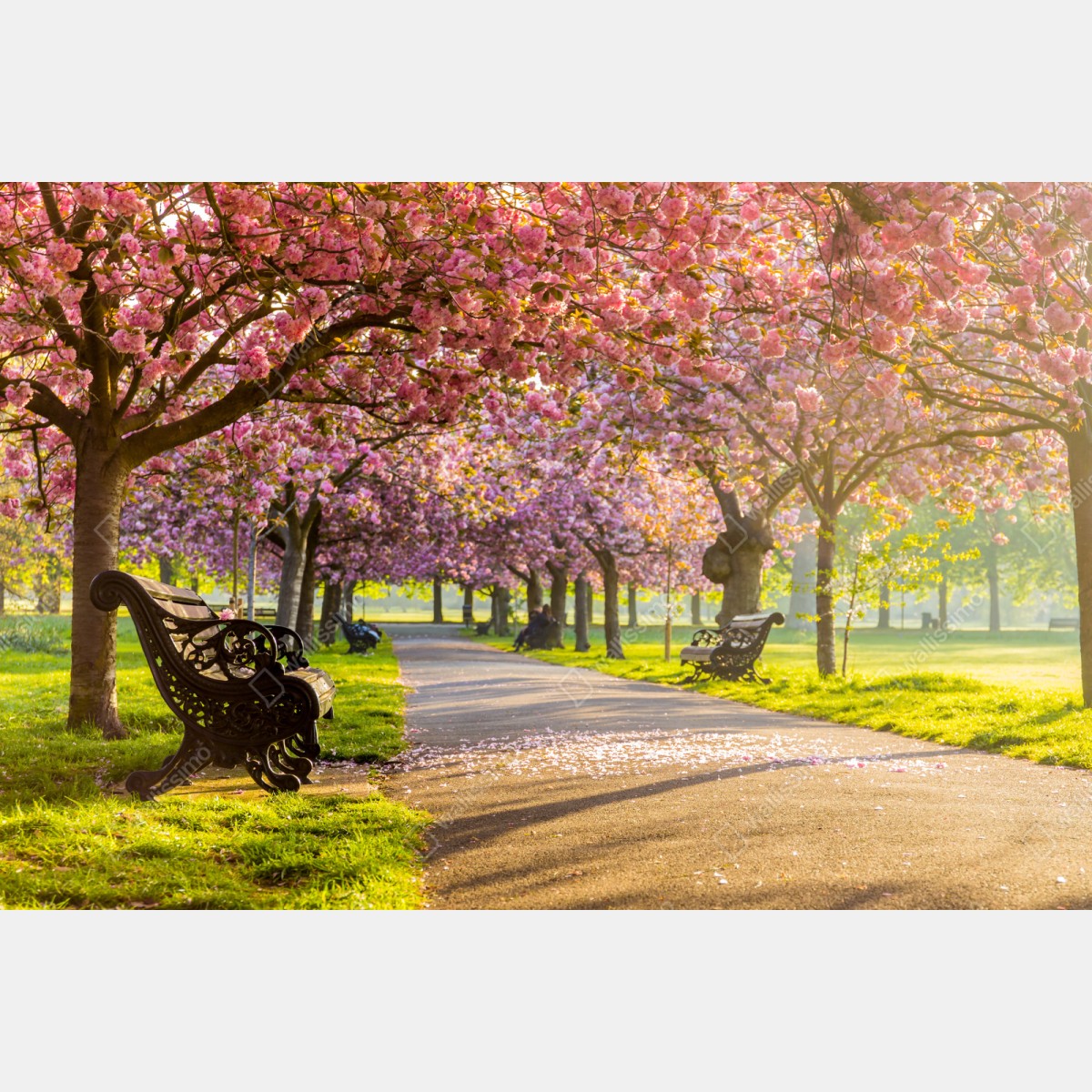 Repositionierbarer Aufkleber kirschblütenallee im frühling – Wallnifity® Repositionierbarer Aufkleber kirschblütenallee im frühling – Wallnifity®