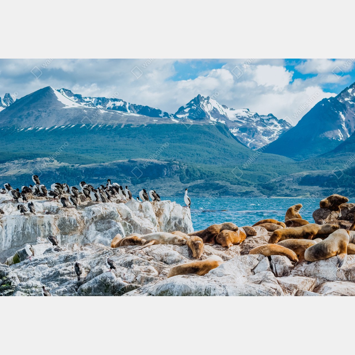 Repositionierbarer Aufkleber seelöwen und seevögel an der felsküste – Wallnifity® Repositionierbarer Aufkleber seelöwen und seevögel an der felsküste – Wallnifity®