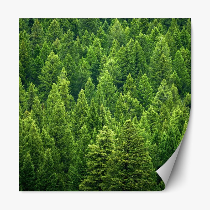 Repositionierbarer Aufkleber hängende holzbrücke im grünen wald – Wallnifity®