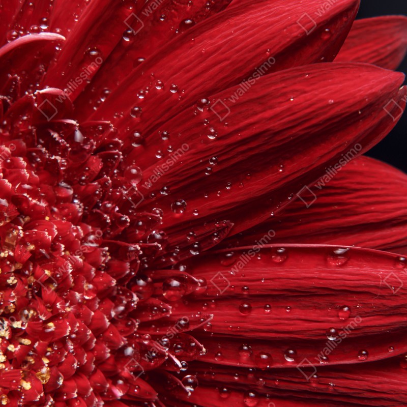 Repositionierbarer Aufkleber rote gerbera makro mit wassertropfen – Wallnifity® Repositionierbarer Aufkleber rote gerbera makro mit wassertropfen – Wallnifity®