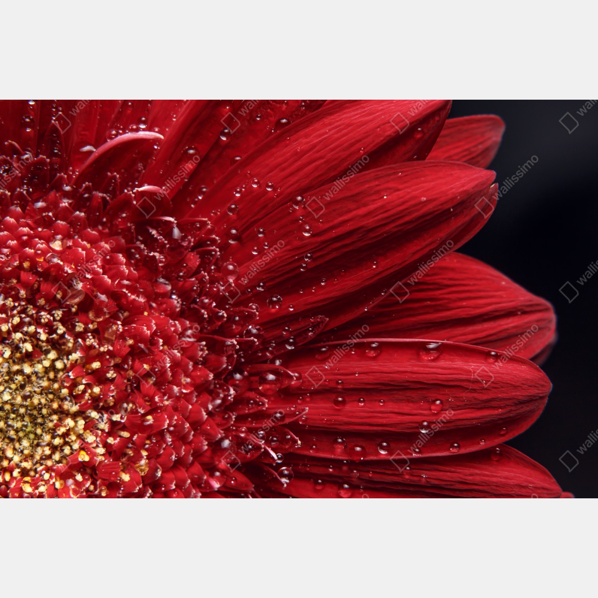 Repositionierbarer Aufkleber rote gerbera makro mit wassertropfen – Wallnifity® Repositionierbarer Aufkleber rote gerbera makro mit wassertropfen – Wallnifity®