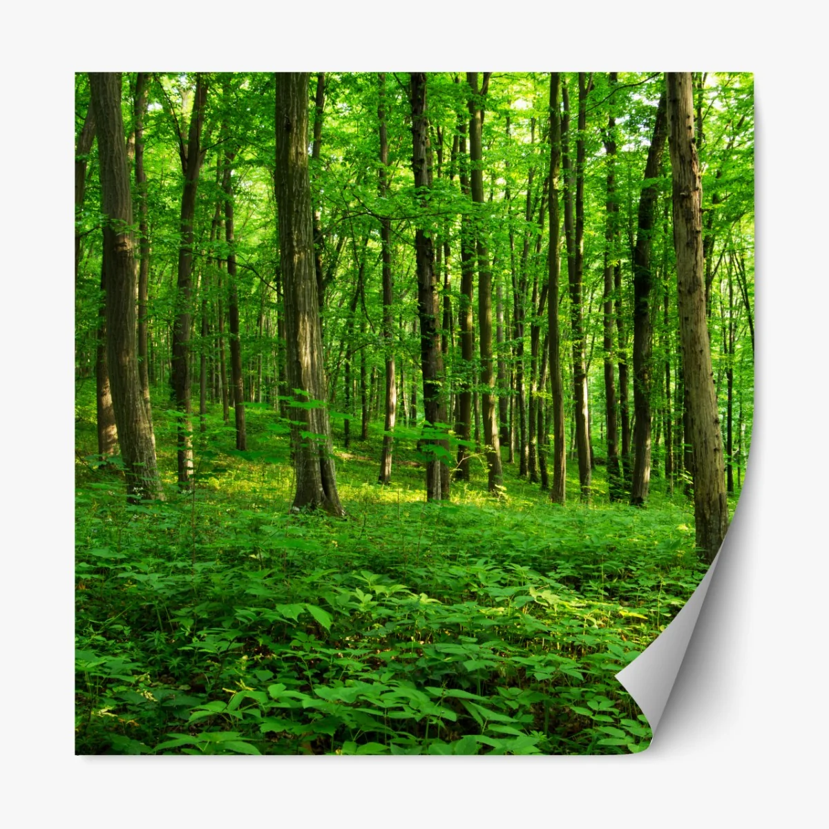 Repositionierbarer Aufkleber sonniger grüner wald im frühling – Wallnifity® Repositionierbarer Aufkleber sonniger grüner wald im frühling – Wallnifity®
